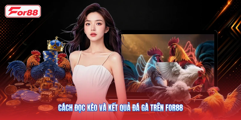 Cách Đọc Kèo Và Kết Quả Đá Gà Trên FOR88